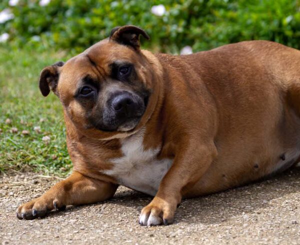 MIEUX VAUT PRÉVENIR QUE GUÉRIR