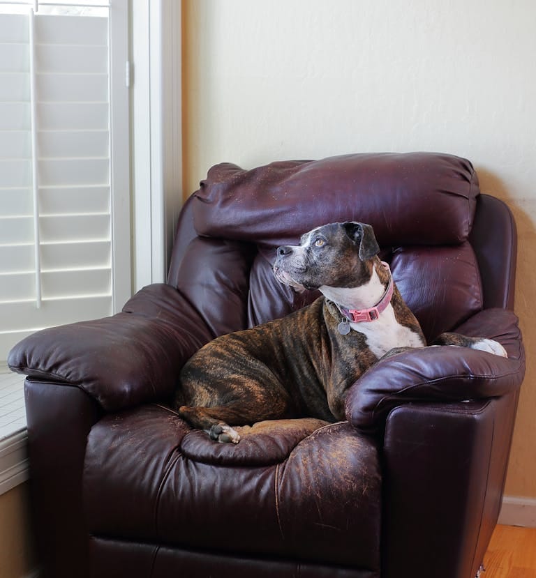 A brindle boxer dog sitting comfortably on a leather armchair indoors. Sunlight streams through nearby shutters.