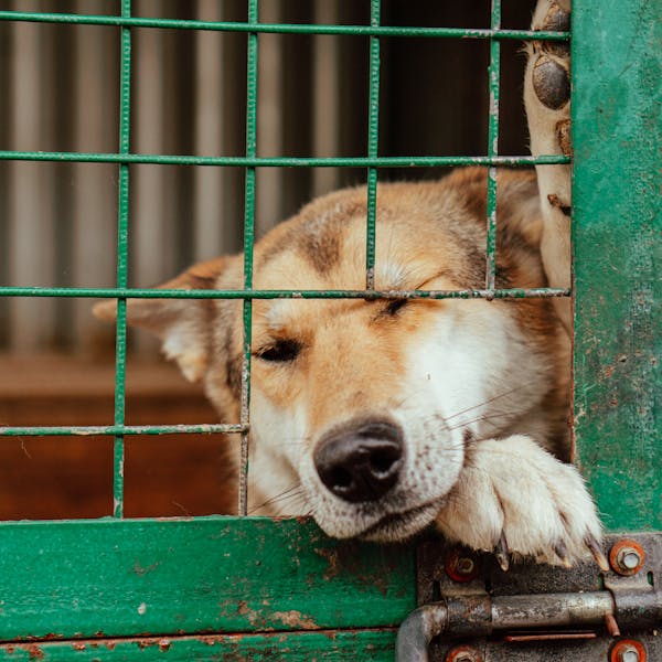 The struggles of animal shelters: between passion and challenging realities