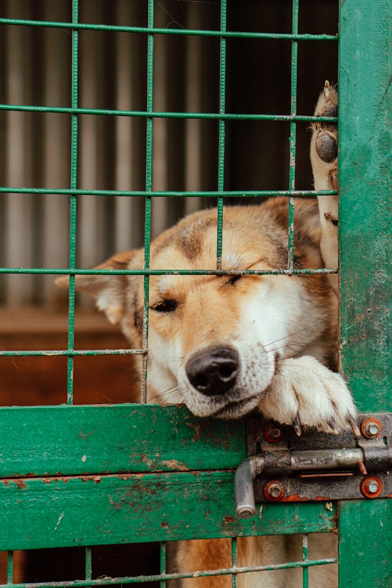 A sad dog leans on a green metal gate inside a kennel, symbolizing captivity.