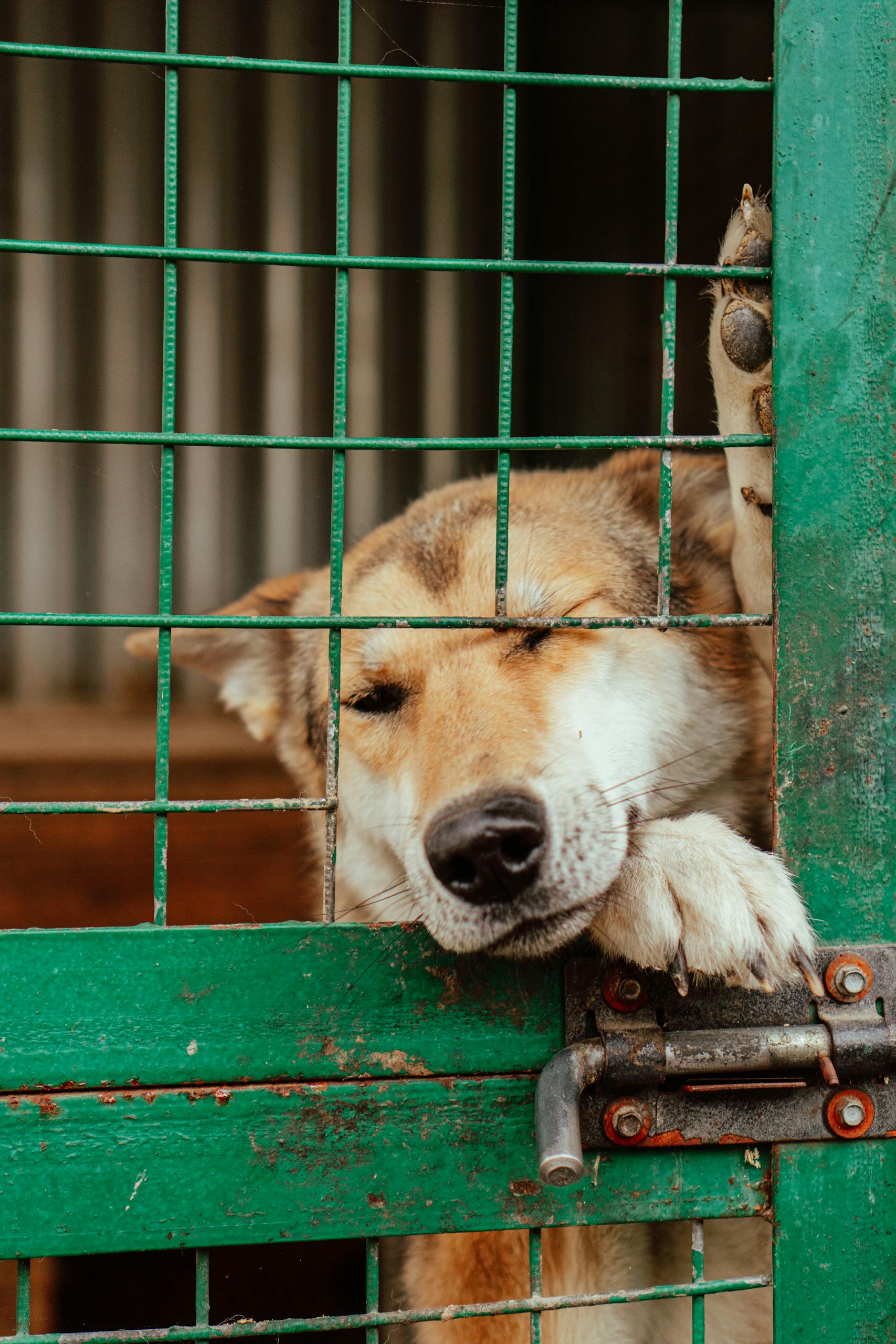 A sad dog leans on a green metal gate inside a kennel, symbolizing captivity.